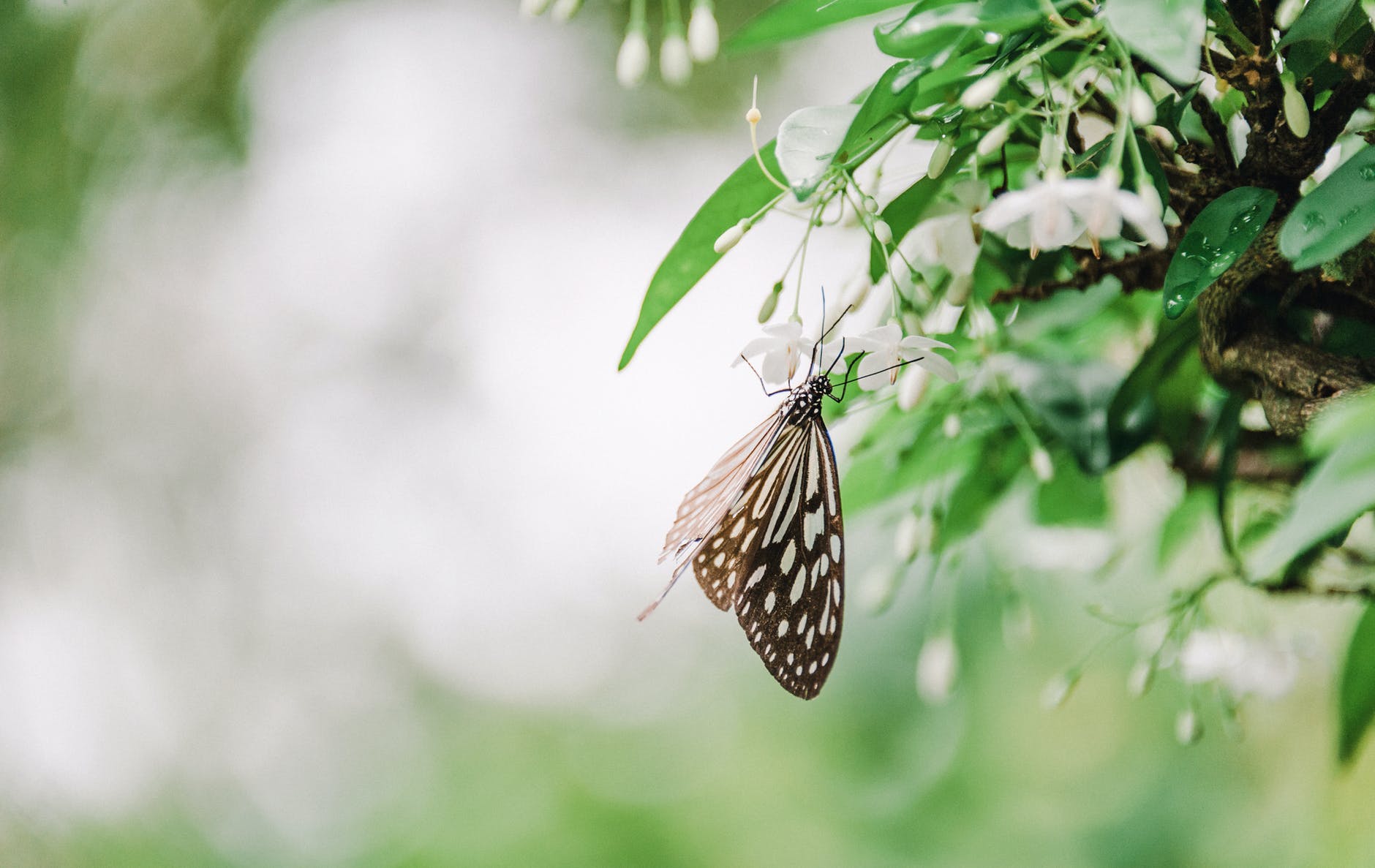 brown and white butterfly on white flowers selective focus photography