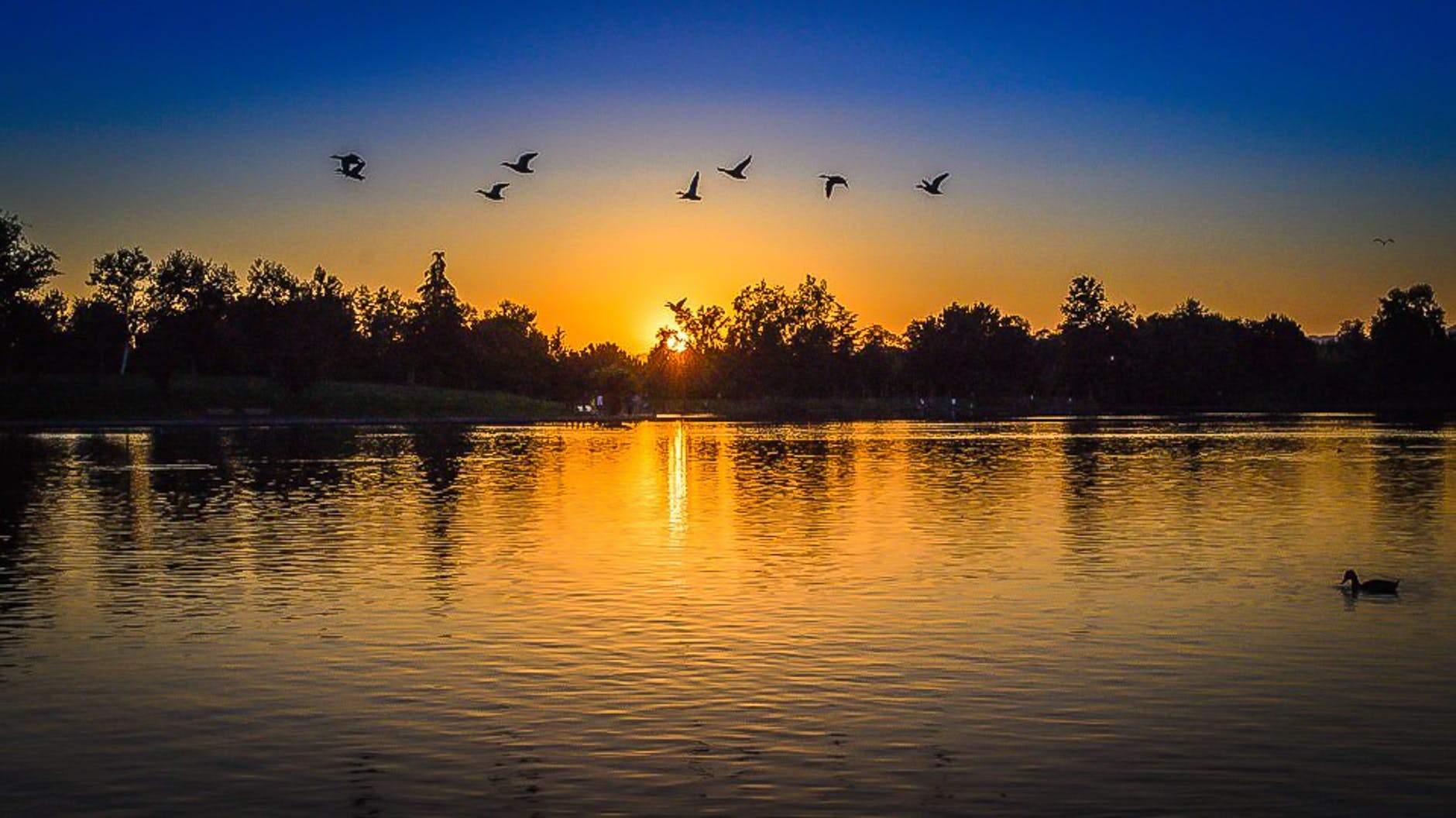 silhouette of forest with birds flying above body of water during sunset