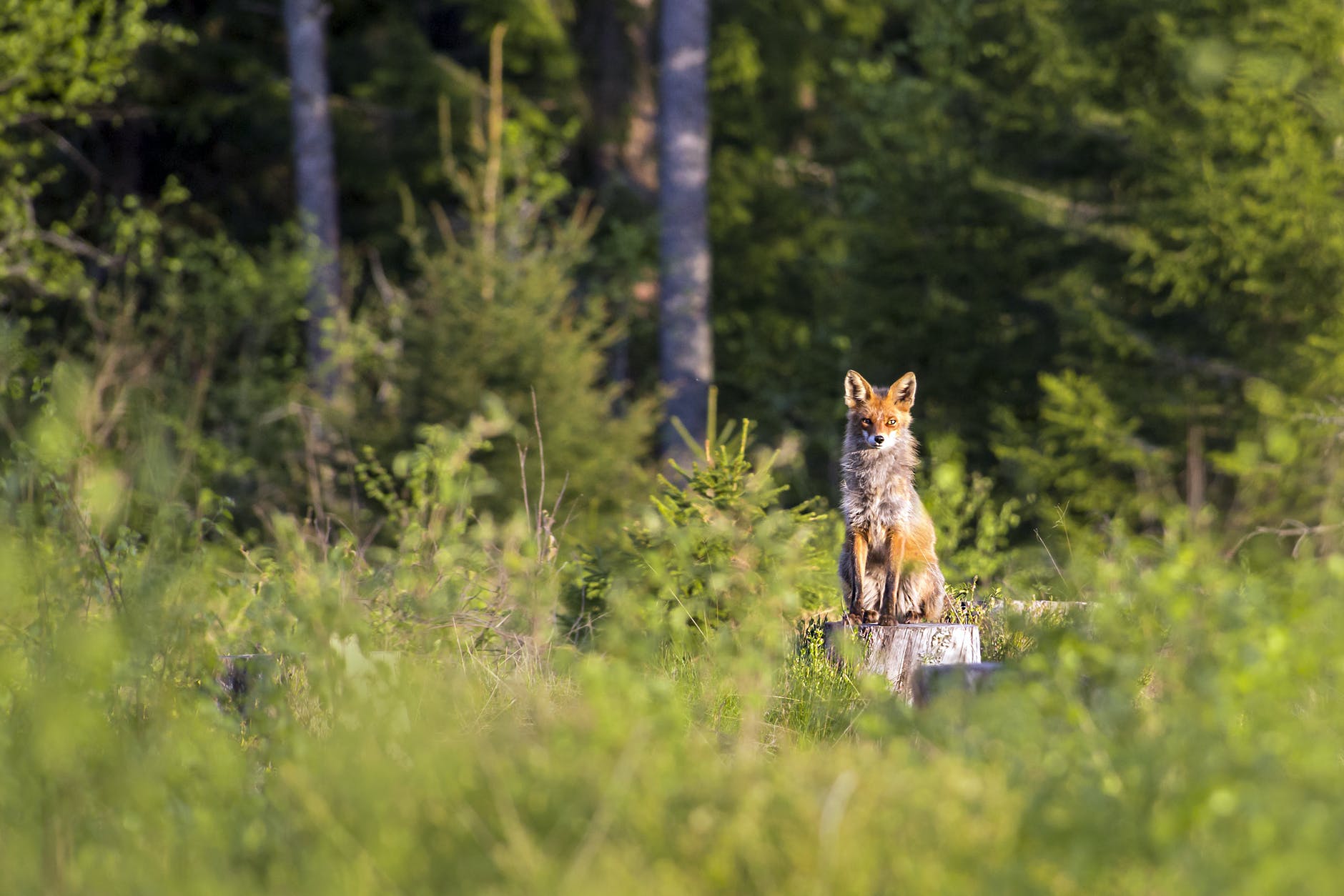 brown fox on tree stump