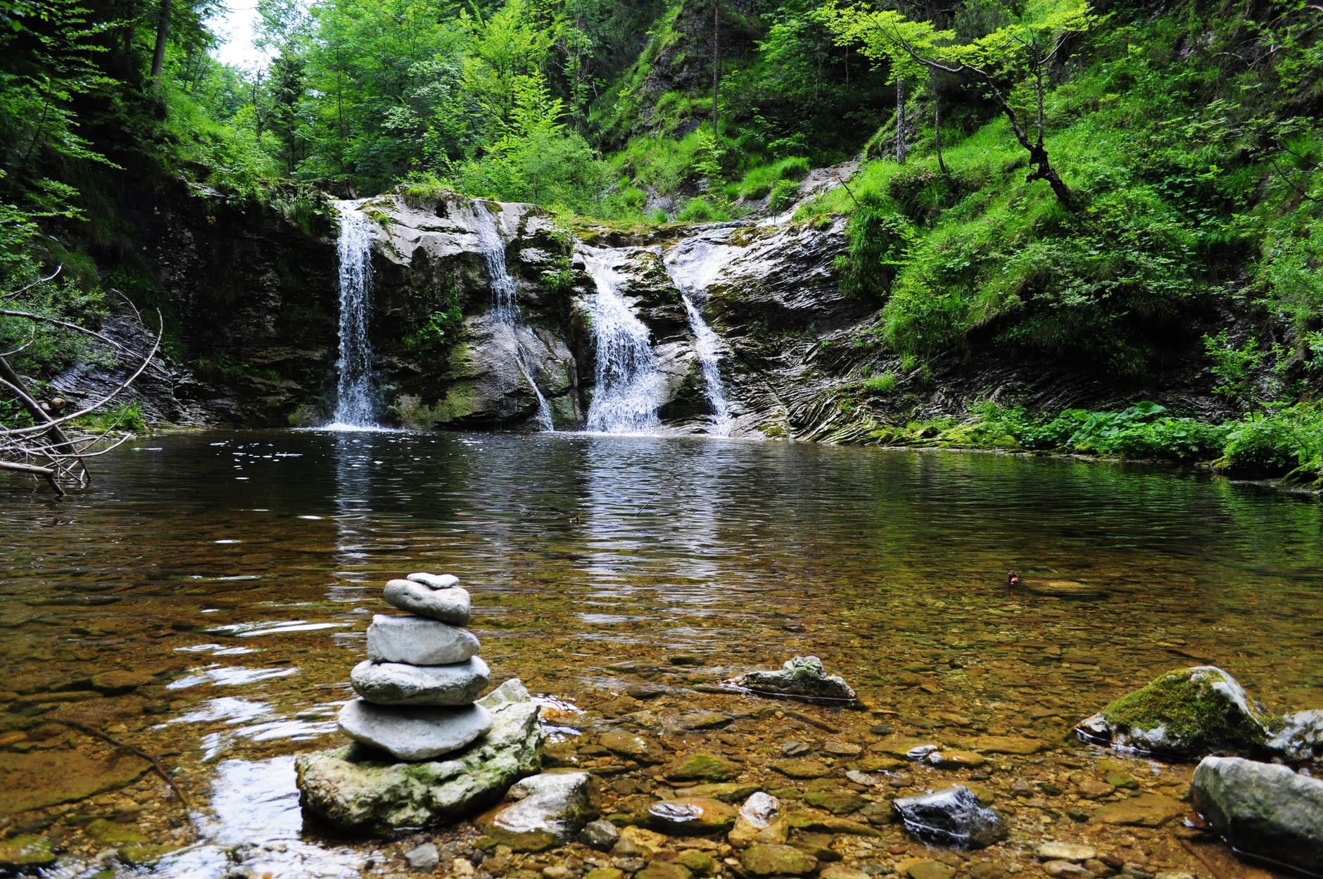 body of water across forest